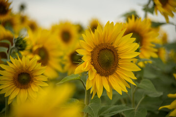 yellow sunflowers in cloudy weather in the field