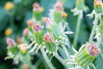 Closing dandelion at night and during the day from the sun.