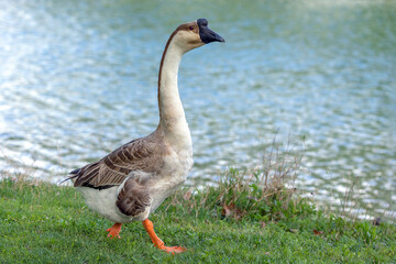 Oca a passeggio per il parco