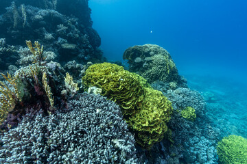 coral reef and coral