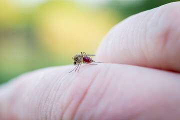 The mosquito pierces human skin and sucks blood.