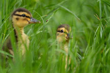 Mallard hiding in the tall grass. Wild duck during spring season. Bird watching in the Europe. Chicks walking in the grass. 