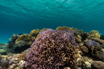 Naklejka na ściany i meble coral reef