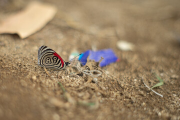 Mariposa 68  sobre arena.