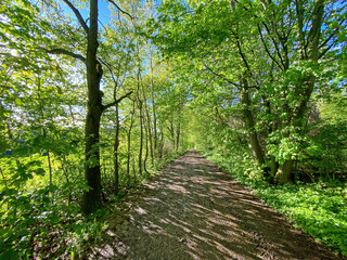 Fototapeta na wymiar Silent Bavarian Forest Walk during Spring
