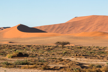 Fototapeta na wymiar panorama of beautiful sand dunes in namibia sossusvlei