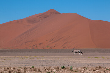 lone oryx antelope standing in front of large red sand dune in sossusvlei in namibia