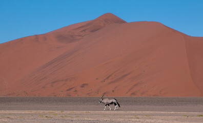 Fototapeta na wymiar lone oryx antelope standing in front of large red sand dune in sossusvlei in namibia