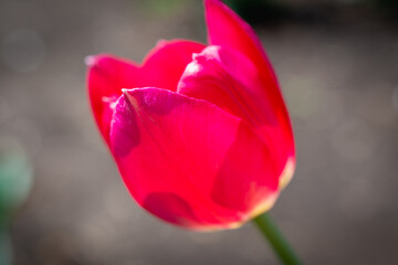 A lone tulip blooms in spring.