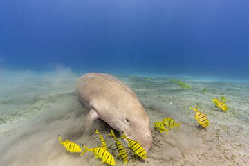 Dugong dugon seacow