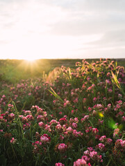 Obraz premium Flores rosas al atardecer.