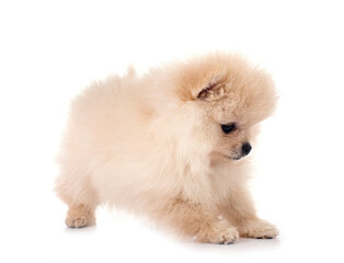 Fototapeta premium puppy pomeranian in studio