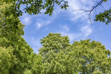 Beautiful white flowers on the branches of a blooming deciduous chestnut tree during spring flowering