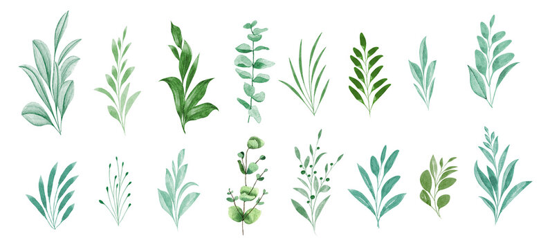 Set of watercolor green leaf illustration  - green leaf branches collection, for wedding stationery, greetings, wallpapers, fashion, background. Eucalyptus, olive, green leaves