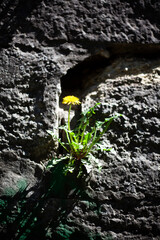 Dandelion grown on an ancient stone wall