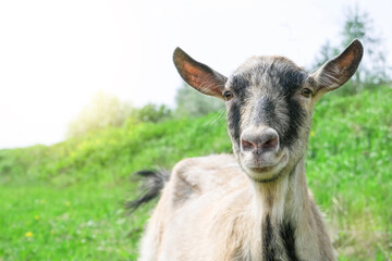 Portrait of a brown goat. A goat grazes on a pasture in a meadow. The goat looks directly at the camera. High quality photo