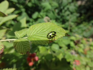 bettle, metallic green