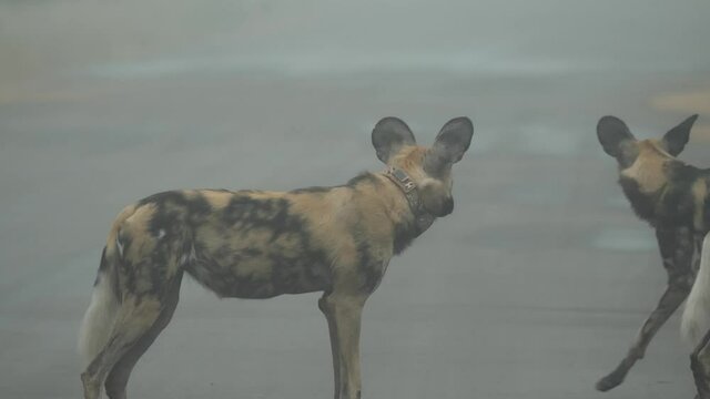 African Wild Dog in Wild Nature of South Africa