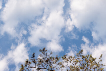 Treetops with leaves and blue sky (copy space).