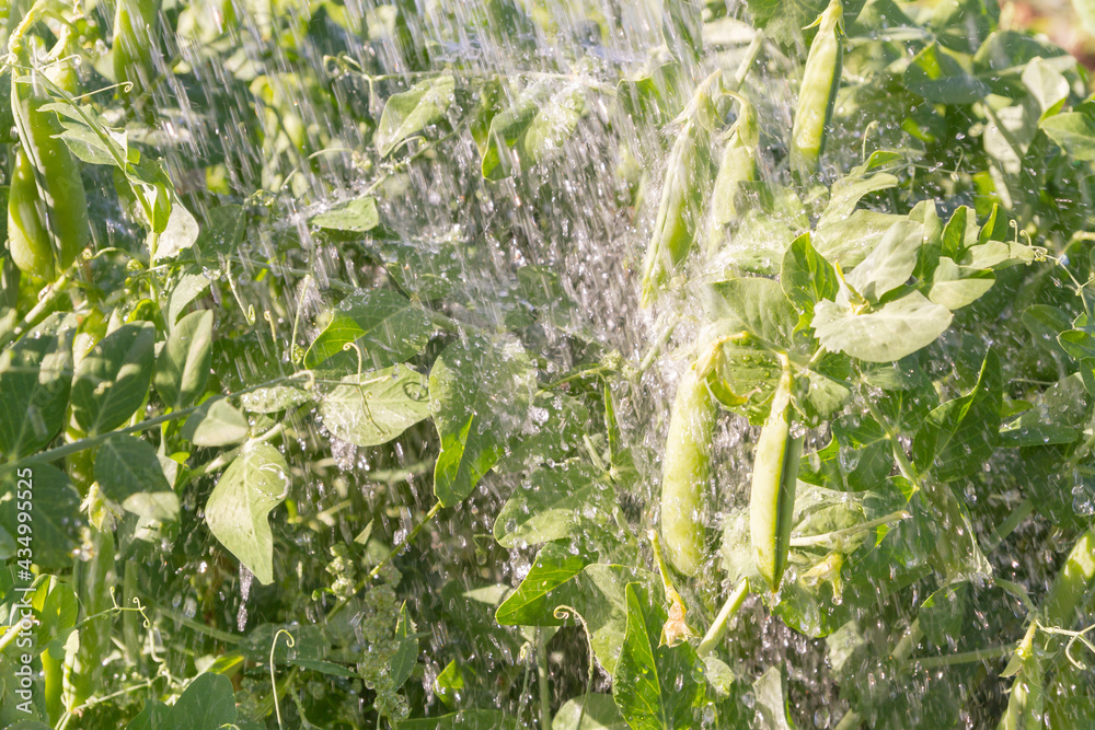 Wall mural green pea pods grow in the summer in the garden