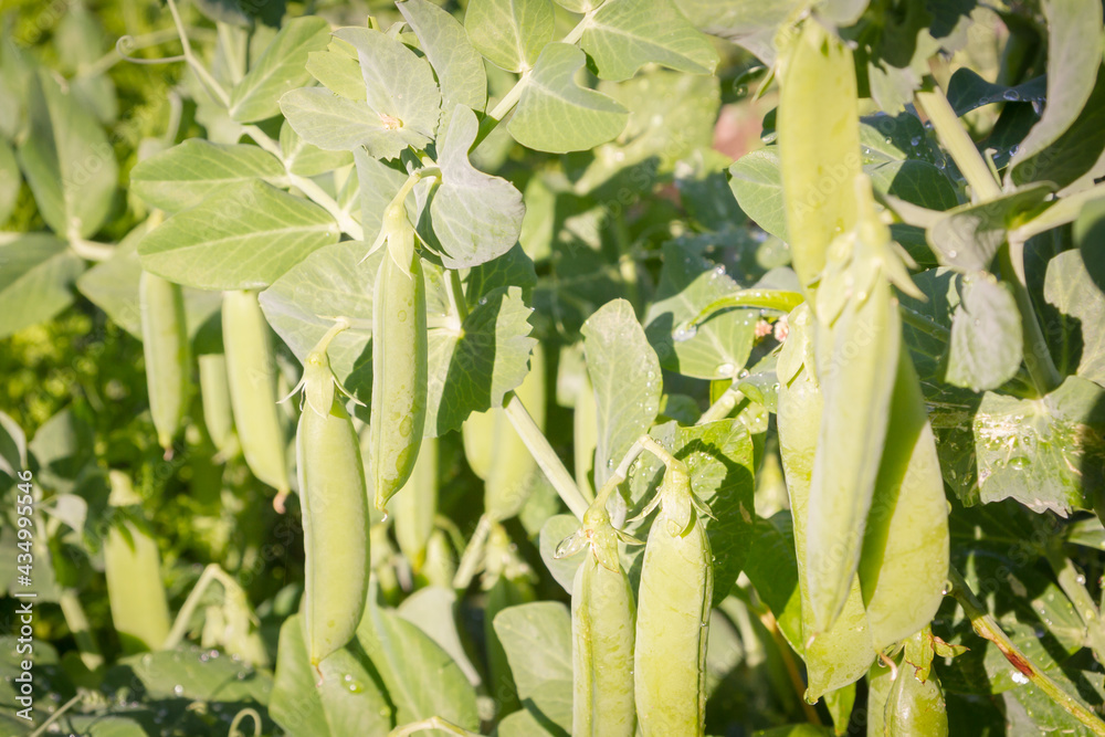 Wall mural green pea pods grow in the summer in the garden