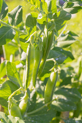 Fototapeta na wymiar Green pea pods grow in the summer in the garden