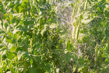 Green pea pods grow in the summer in the garden