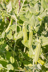 Green pea pods grow in the summer in the garden