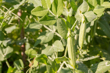Green pea pods grow in the summer in the garden