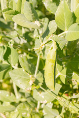 Green pea pods grow in the summer in the garden