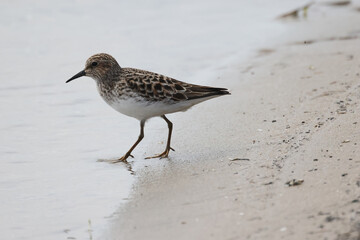 Baird Sandpiper on beach in groups or singles, digging for food (insect larvae and crustaceans) on an overcast spring day at waterfront