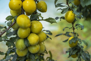 Cherry plum yellow ripe fruits on branches in the garden