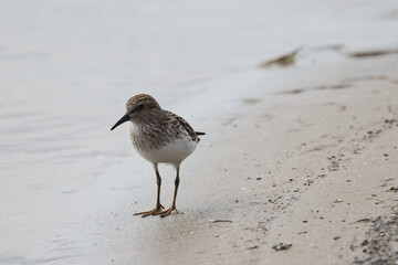 Baird Sandpiper on beach in groups or singles, digging for food (insect larvae and crustaceans) on an overcast spring day at waterfront