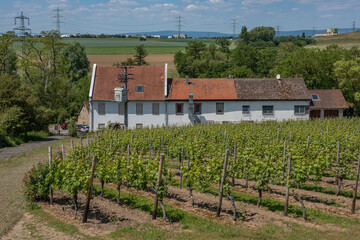 Fototapeta na wymiar Restaurant Wiesenmuele with vineyard, Floersheim, Hesse, Germany