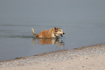 Lab cross dog fetching stick from lake and shaking water off fur
