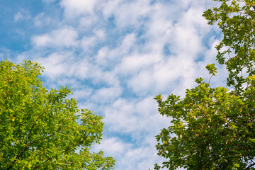Blue sky and trees (copy space).