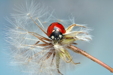 Beautiful Ladybug on dandelion defocused background