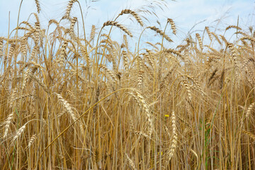 Ripe rye field with golden, yellow rye spikelets. Growing wheat and rye. Rye agriculture field.