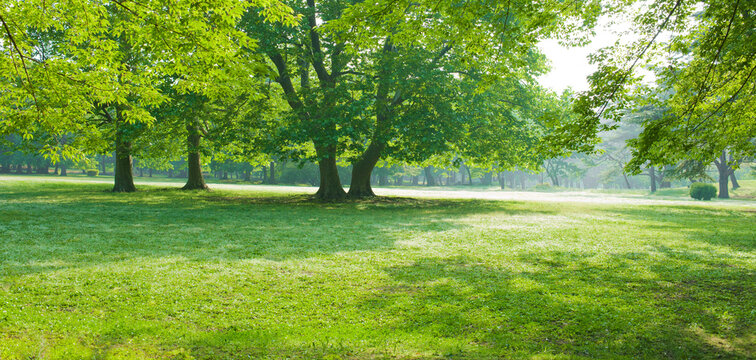 banner image of park