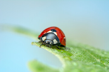 Extreme macro shots, Beautiful ladybug on flower leaf defocused background.