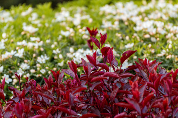 Red Leaves And Branches Against Green Plants With White Flowers