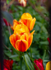 Close-Up Of Two Orange And Yellow Tulips