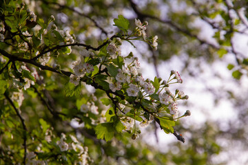 Small White Flowers In A Tree On  A Sunny Day