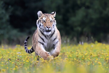 The largest cat in the world, Siberian tiger, Panthera Tigris altaica, running across a meadow full of yellow flowers directly to the camera. Impressionistic scene of the top predator in a nature.