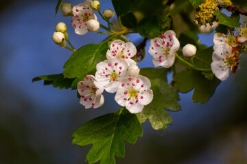 Small White Flowers In A Tree On  A Sunny Day