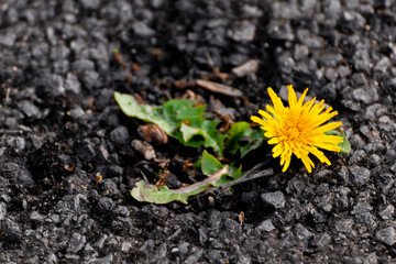 A Yellow Dandelion Growing On The Asphalt