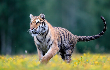 Fototapeta na wymiar The largest cat in the world, Siberian tiger, Panthera Tigris altaica, running across a meadow full of yellow flowers directly to the camera. Impressionistic scene of the top predator in a nature.