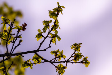 Backlit Green Leaves In A Tree