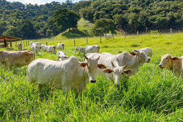 Gado da raça Nelore em pastagem de fazenda rural de Guarani, Minas Gerais, Brasil