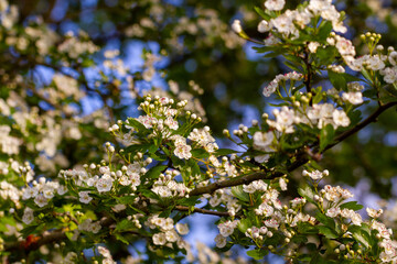 Small White Flowers In A Tree On  A Sunny DaySmall White Flowers In A Tree On  A Sunny Day